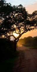 Image showing Evening safari in the savanna