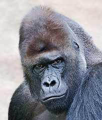 Image showing portrait of a male gorilla