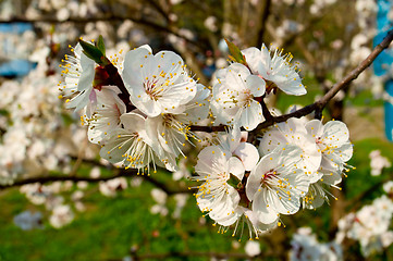 Image showing flowering cherry trees in spring 