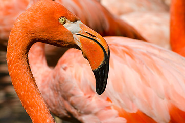 Image showing Portrait of pink flamingo 