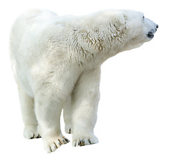 Image showing Arctic polar bear, Ursus maritimus