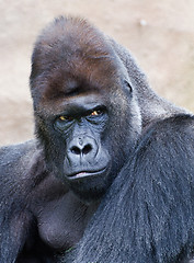 Image showing portrait of a male gorilla