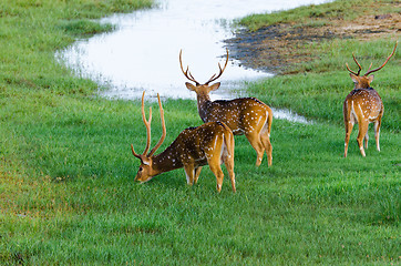 Image showing Cervus axis