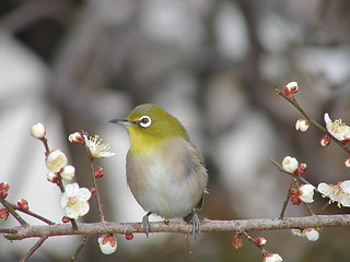 Image showing bird on a tree