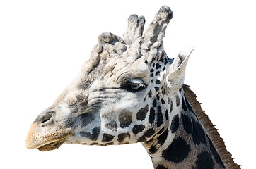 Image showing portrait of a giraffe