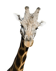 Image showing portrait of a giraffe