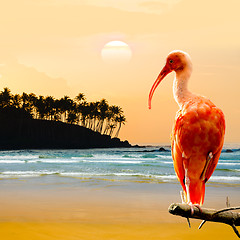 Image showing Scarlet Ibis Bird