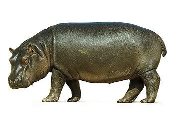 Image showing Baby Hippo Isolated on White Background