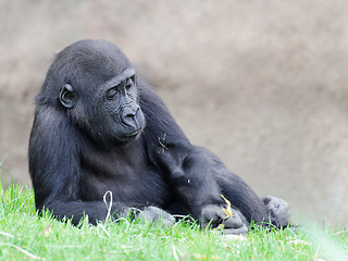 Image showing figure of the young gorilla 