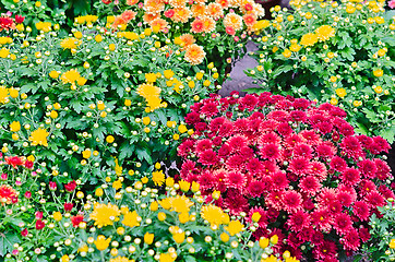 Image showing flower garden 