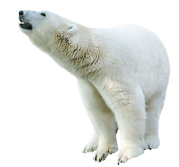 Image showing Arctic polar bear, Ursus maritimus