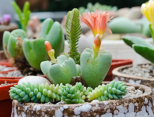 Image showing Decorative succulents flowering