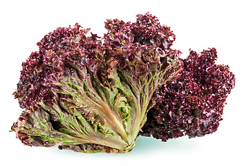 Image showing red leaf lettuce