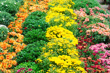 Image showing flower garden 