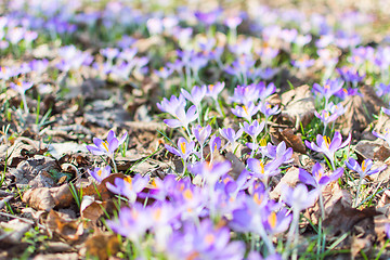 Image showing Spring blooming crocus flowers over dry foliage