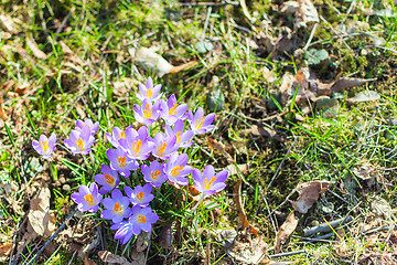 Image showing Spring blossoming beautiful crocuses flowers