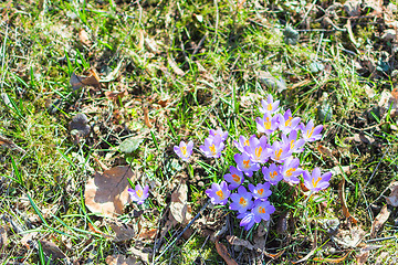 Image showing Spring crocus flowers on the grass