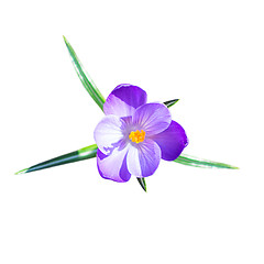 Image showing One small crocus flower with leafs