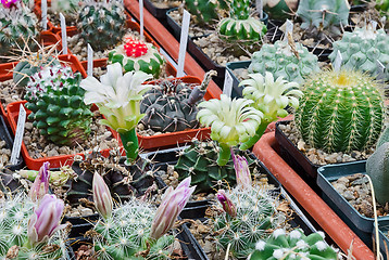 Image showing Cactus flowering