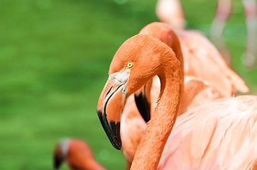 Image showing Portrait of pink flamingo 