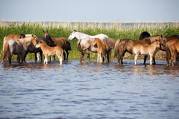 Image showing Horses in the watering