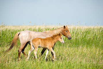 Image showing Horses family.