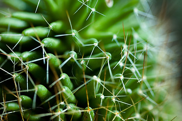 Image showing Cactus