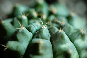 Image showing Cactus