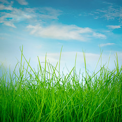 Image showing Spring green grass