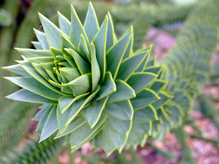 Image showing Green liana