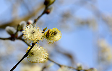 Image showing Bee collecting pollen from catkins