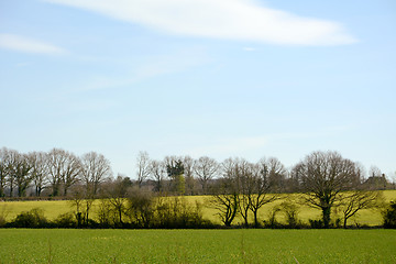 Image showing Green fields with new crops in Kent, England