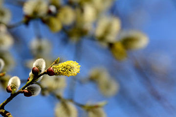 Image showing Willow tree catkins opening