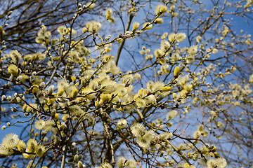 Image showing Willow tree catkins