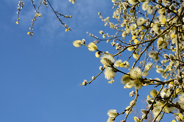 Image showing Springtime willow catkins against the sky