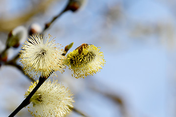 Image showing Bee collects pollen from yellow catkins