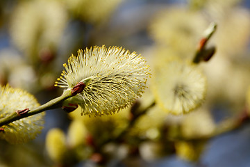 Image showing Closeup of a willow tree catkin 