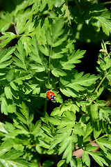 Image showing Ladybug on the foliage of Queen Anne's Lace