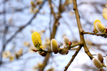 Image showing Yellow flowers of a catkin