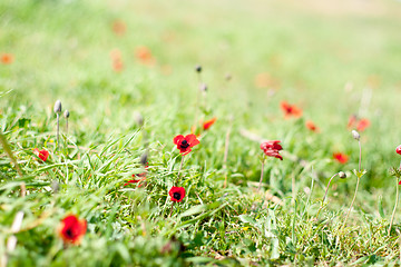 Image showing Spring flowers - red on green