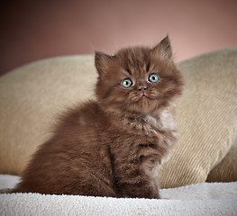 Image showing british long hair kitten