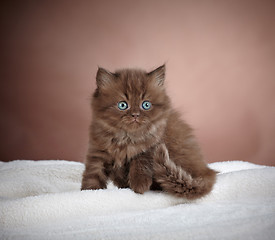 Image showing british long hair kitten