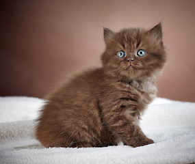 Image showing british long hair kitten