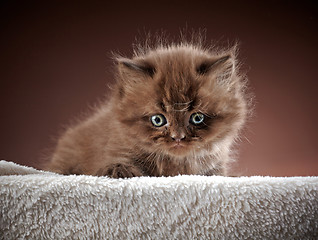 Image showing british long hair kitten