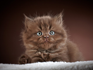 Image showing british long hair kitten