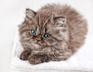 Image showing british long hair kitten