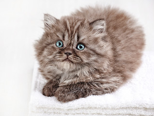 Image showing british long hair kitten