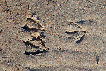 Image showing bird footprints in sand 