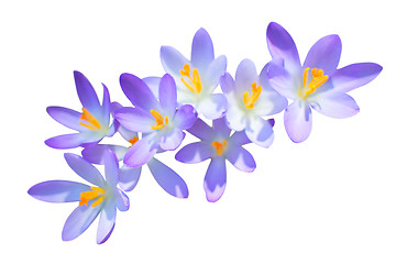 Image showing Lilac spring crocus flowers isolated