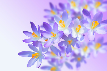 Image showing Alpine crocuses spring flowers on blurred background